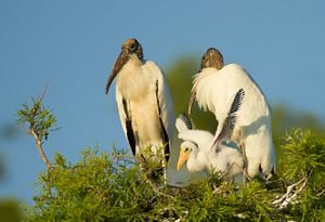 Wood stork parents in the nest with a young stork.