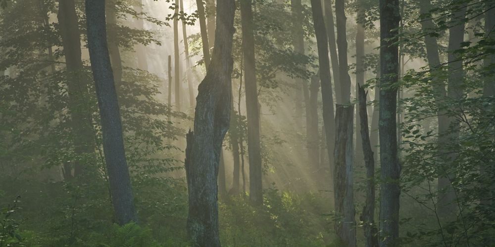 Sun shines peaks through a forest lined with tall thin trees and dense fog.
