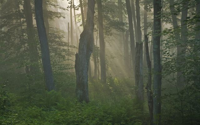 Sunbeams shine through trees in an Appalachian forest.