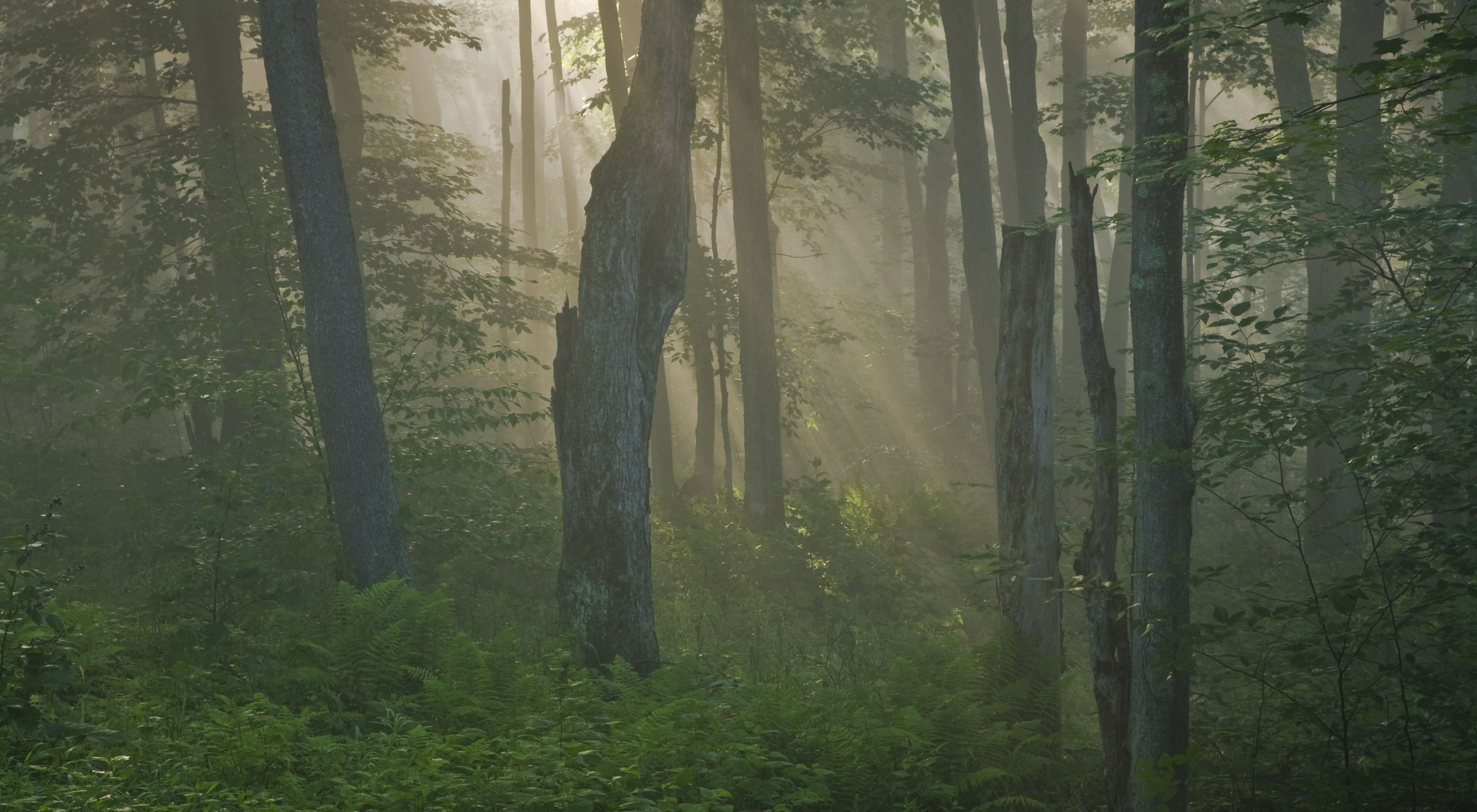 A sunbeam breaks through a dense cluster of trees in a forest. 