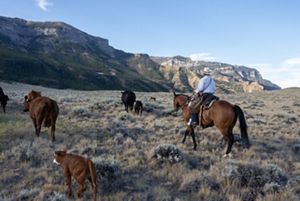 Rancher herds cattle on public lands in Wyoming.