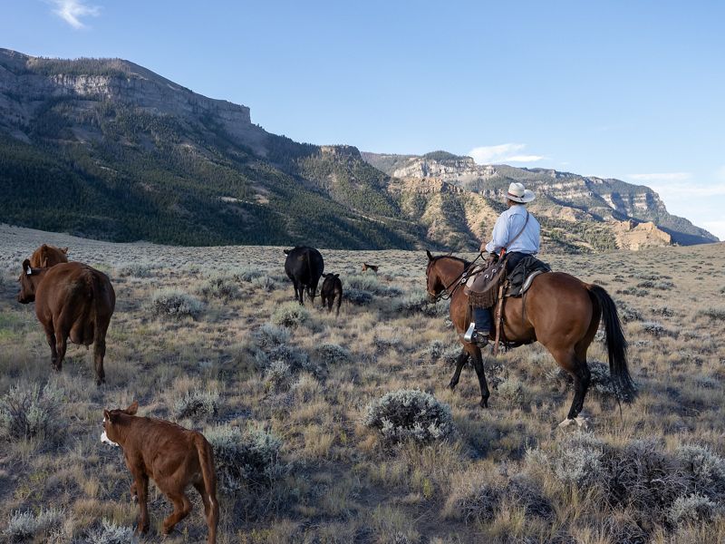 Rancher herds cattle on public lands in Wyoming.