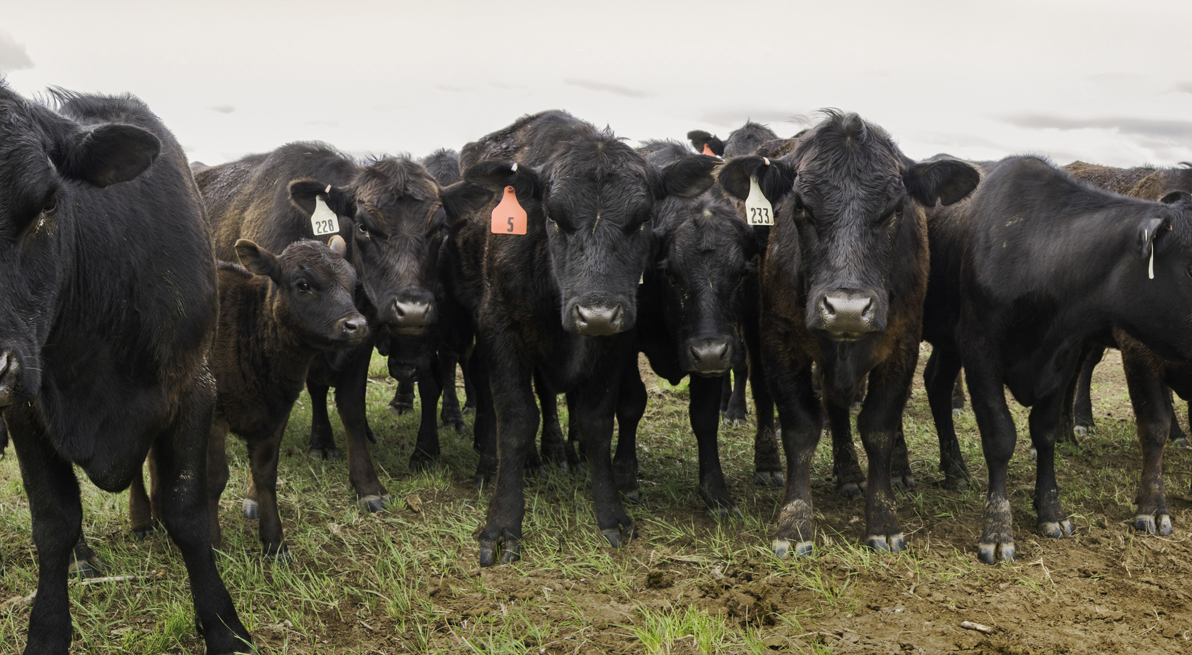 Cattle grazing in Laramie Wyoming.