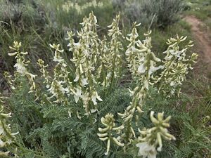 Blooming milkvetch with pale yellow flowers.