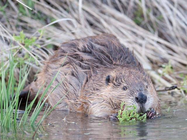 A beaver, or large rodent crouches in water with green grasses around it and near its mouth.