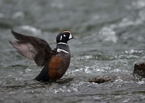 a duck stands in flowing water and flaps its wings.