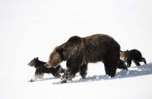 a mother bear and her two cubs in the snow.