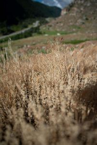 A cluster of brown grass.