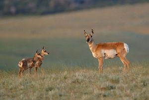 Three pronghorn standing in grass.