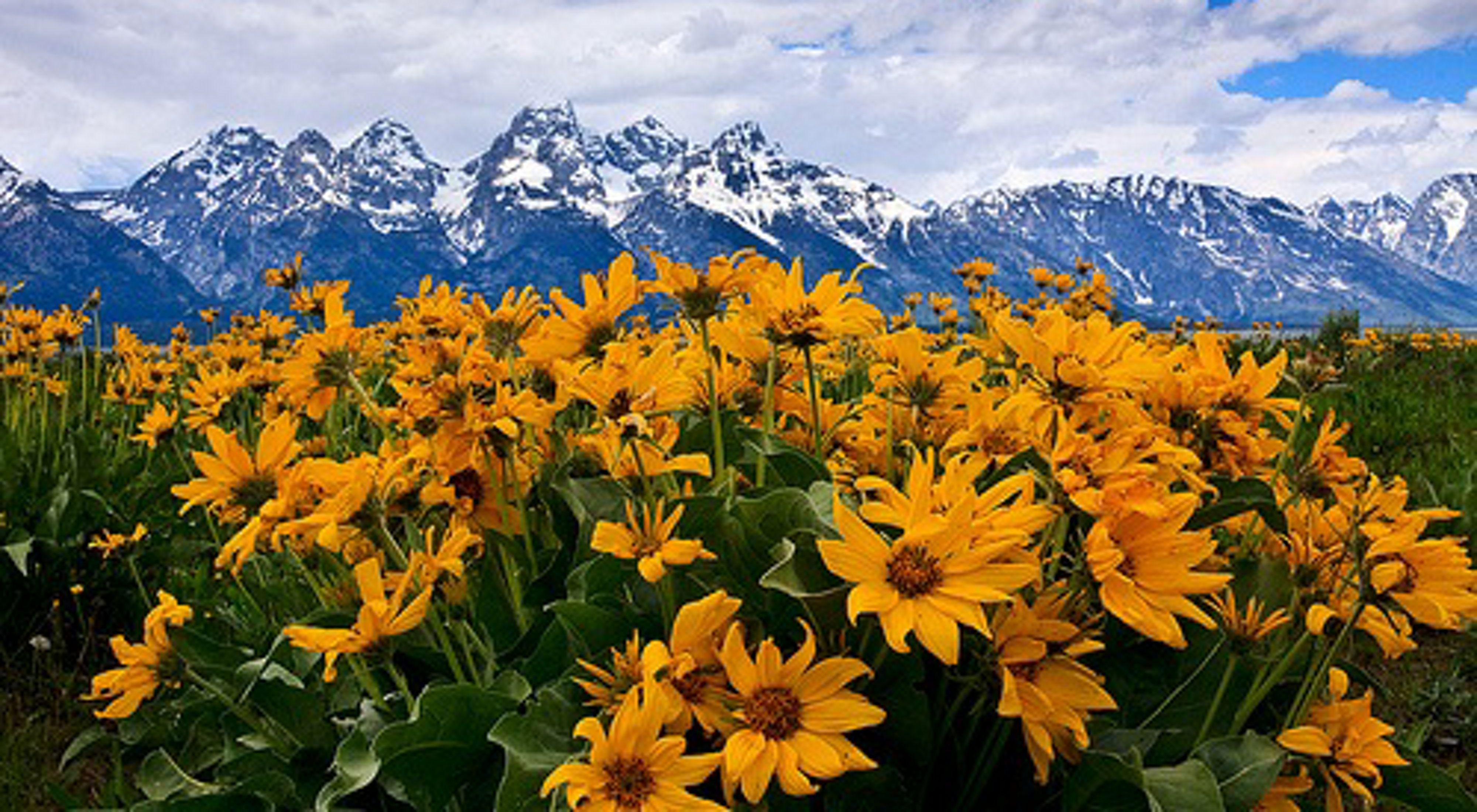 Yellow wildflowers in a field with the Grand Tetons in the background.