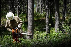 A person cutting down a tree with a chainsaw.
