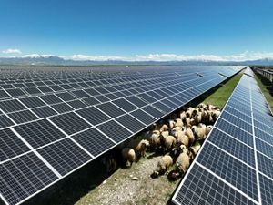 Sheep graze below solar panels.
