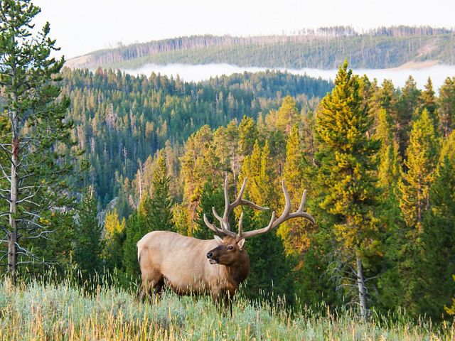A bull elk stands in a field with a forest behind it and bugles.
