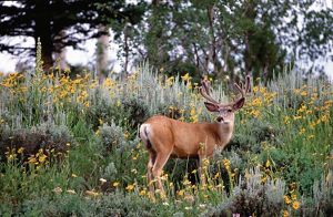 Deer buck surrounded by sagebrush and yellow flowers.