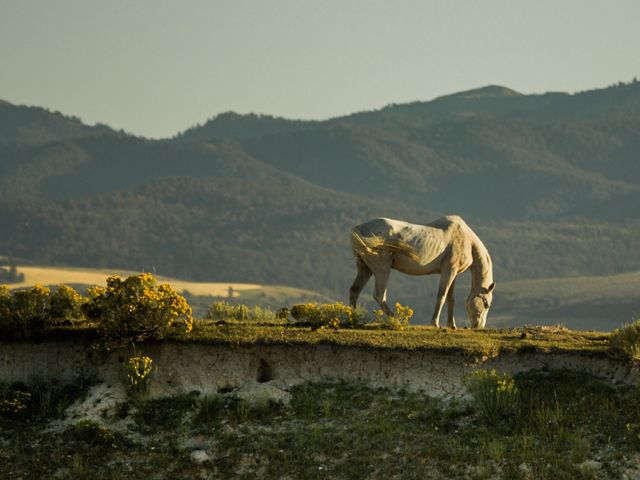 White horse grazes with mountains in background.