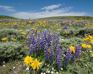 Purple and yellow wildflowers bloom in a green field.