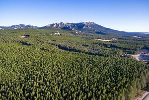 Aerial view of forests stretching into the distance and ending at the foot of tall mountains that line the horizon.