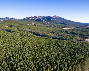 Aerial view of forests stretching into the distance and ending at the foot of tall mountains that line the horizon.