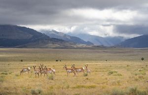 Herd of pronghorn stand in front of mountain in a meadow.