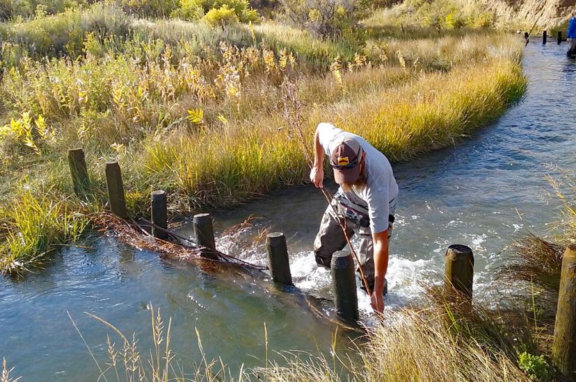 Researcher standing in a stream building a beaver dam analog out of posts, logs and branches.