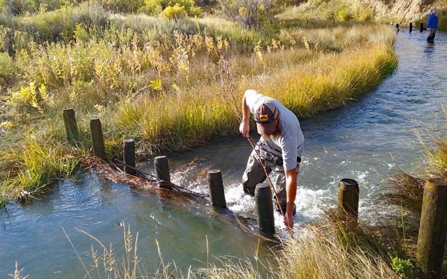 Researcher standing in a stream building a beaver dam analog out of posts, logs and branches.