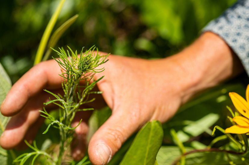 Close-up of a hand reaching to examine a green wildflower bud.