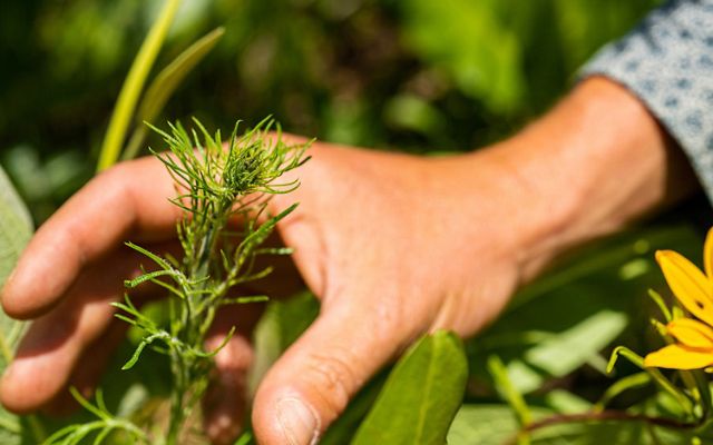Close-up of a hand reaching to examine a green wildflower bud.