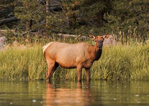 Elk standing in shallow water in the foreground with water plants and a conifer sloop rising in background.