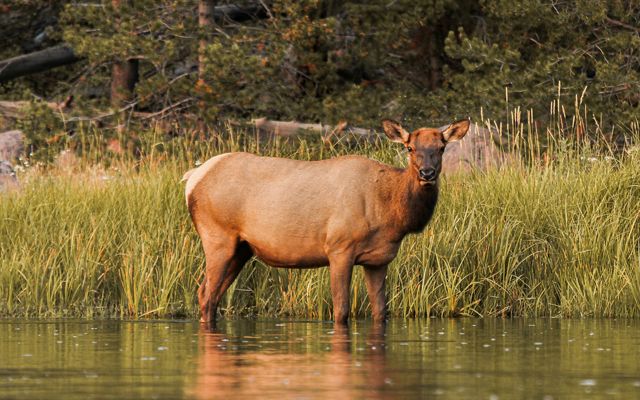 Elk standing in shallow water in the foreground with water plants and a conifer sloop rising in background.