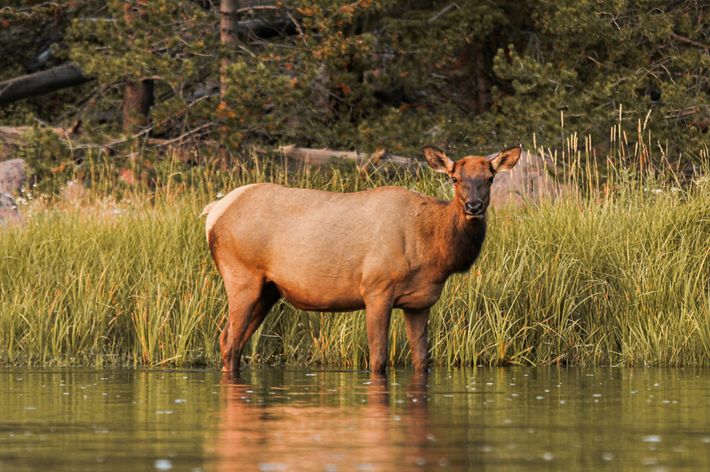 Elk standing in shallow water in the foreground with water plants and a conifer sloop rising in background.