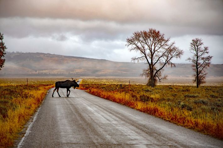 Solitary moose crossing a road with misty, gentle valley in the background.