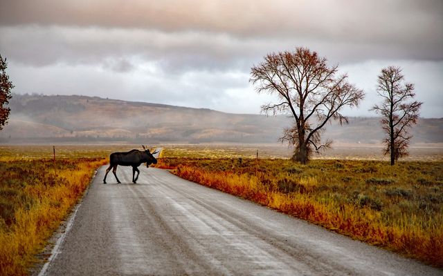 Solitary moose crossing a road with misty, gentle valley in the background.