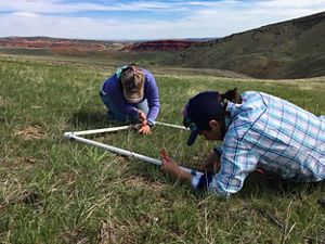Two researchers checking a 1-meter plot defined by a PVC pipe square in the middle of a sagebrush landscape.