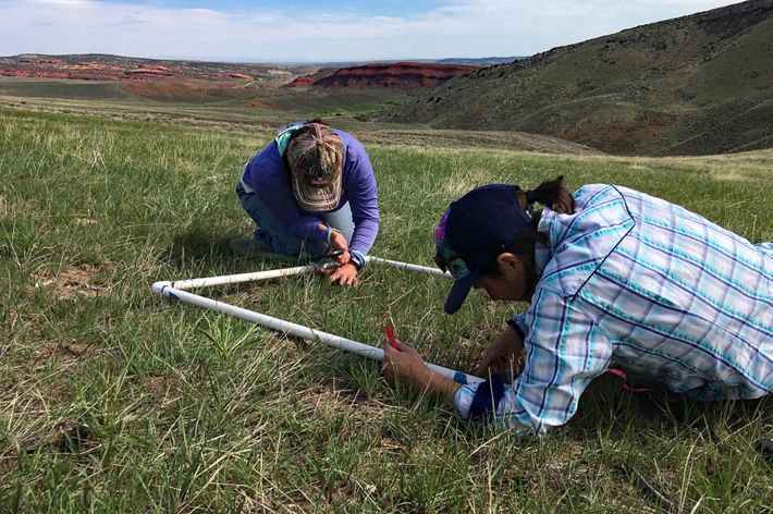 Two researchers checking a 1-meter plot defined by a PVC pipe square in the middle of a sagebrush landscape.