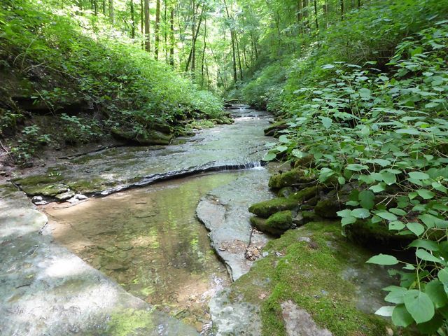 A creek winds through a lush green landscape.