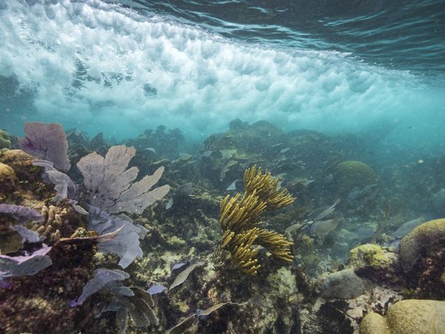Documenting wave action along a coral reef. Healthy coral reefs help to absorb wave impact along shores which in turn helps to prevent beach erosion. 