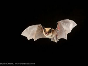 A western small footed bat flies toward the camera against a black background.