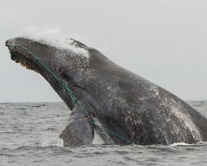 Humpback whale entangled in fishing gear.