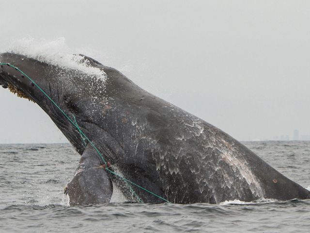A humpback whale with blue fishing line around its head and fin.