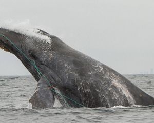 Ballena jorobada enredada en un aparejo de pesca.