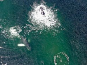 Two humpback whales feed off of bunker.