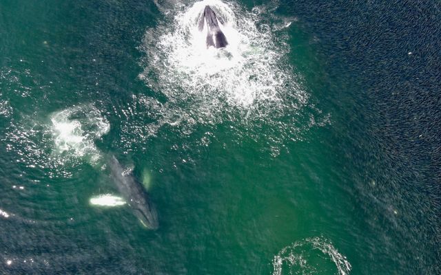 Helping Whales Thrive