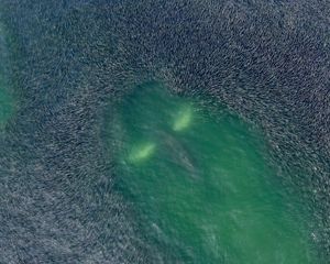 Whale feeding off of a school of bunker