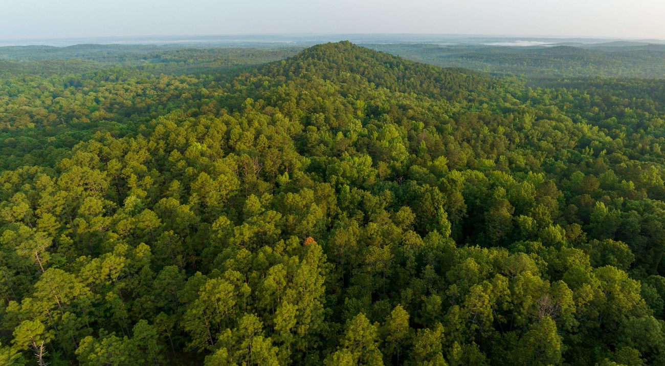 Lush green trees blanket a sprawling landscape.