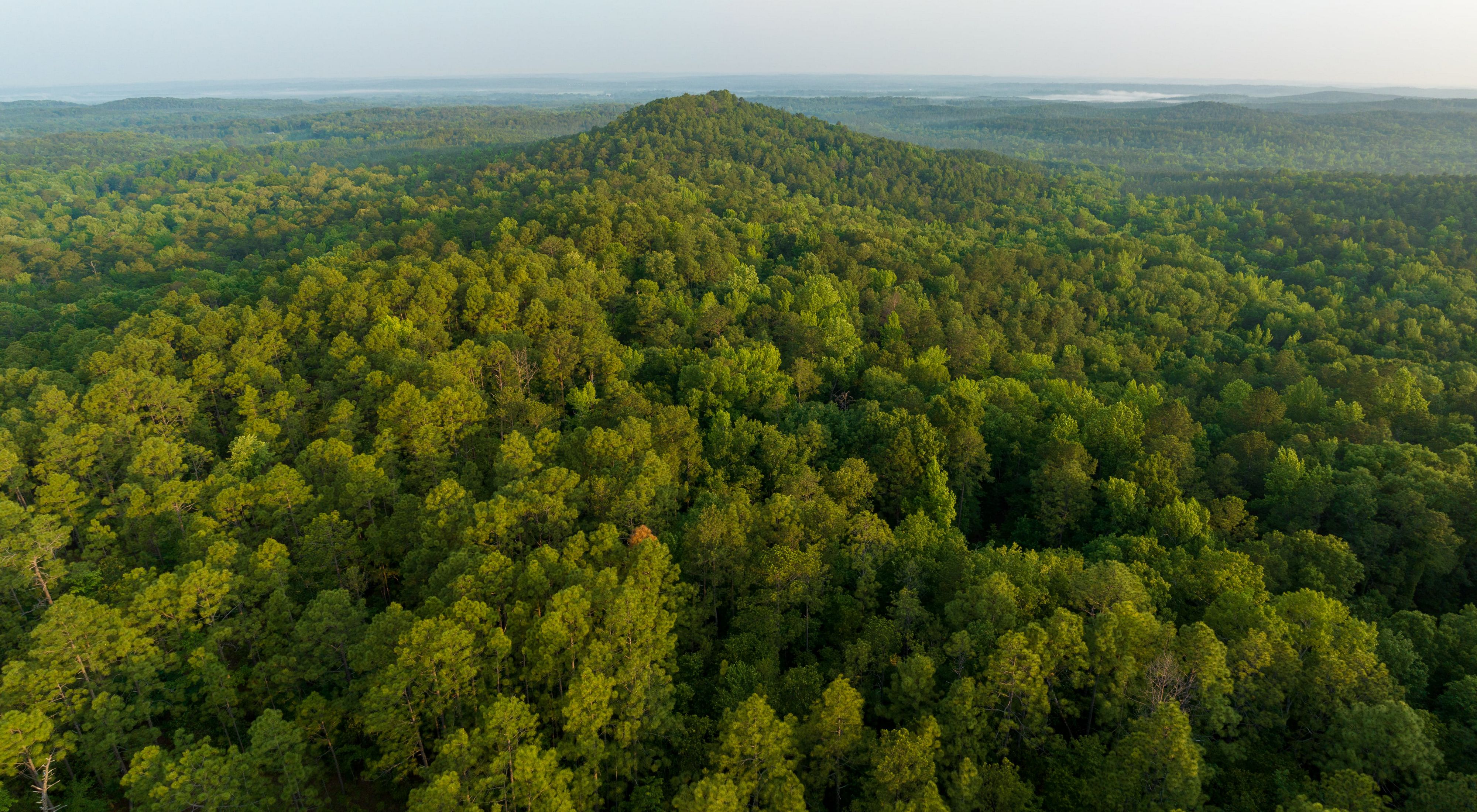 A small mountain covered in trees emerges from a forested landscape.