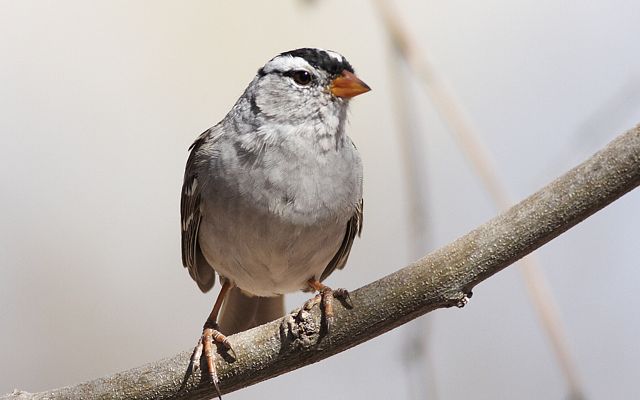 Closeup of White Crowned Sparrow 