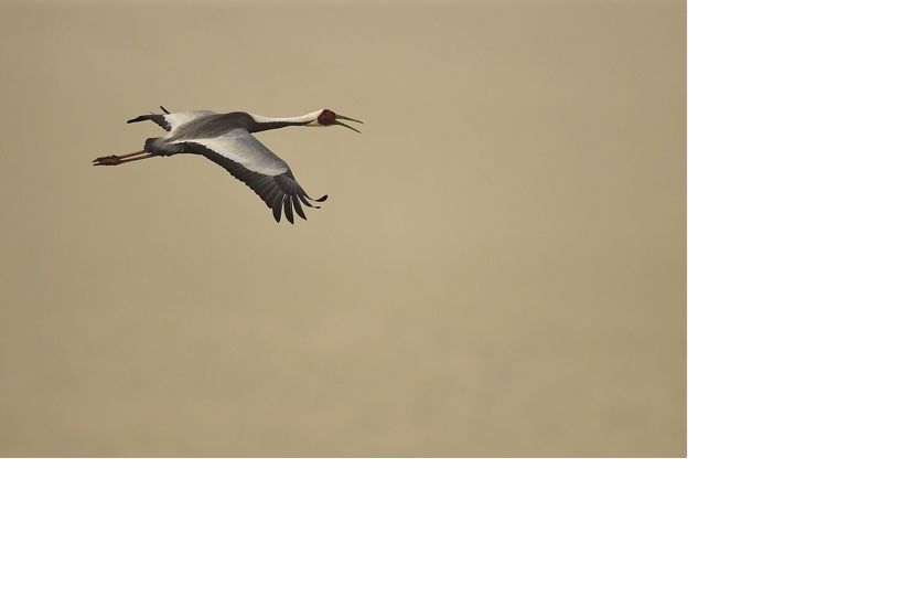 A white-naped crane in flight