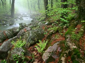 A stream running through a forest.