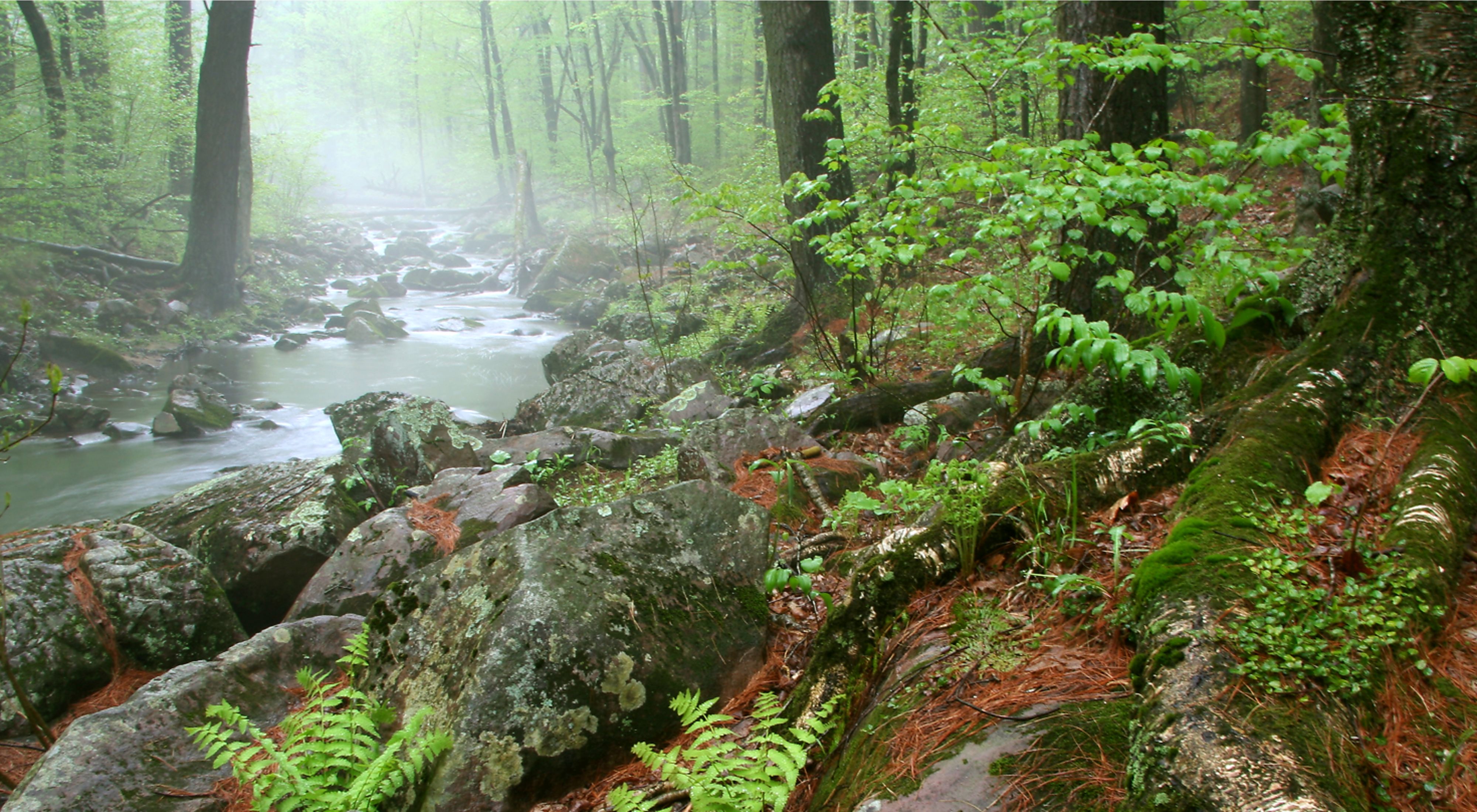 A creek flows between rocky banks in a forest carpeted with ferns and moss. 
