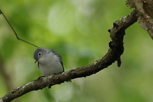 A blue-grey gnatcatcher sits on a branch with its head cocked to its right.